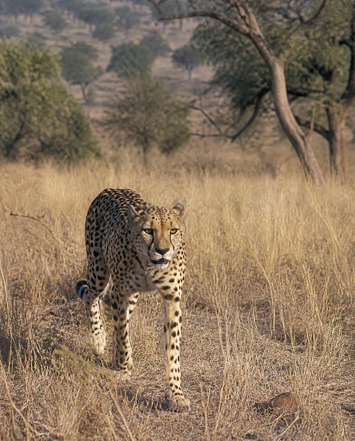 Cheetah walking through dry grassland (AI-generated illustration)